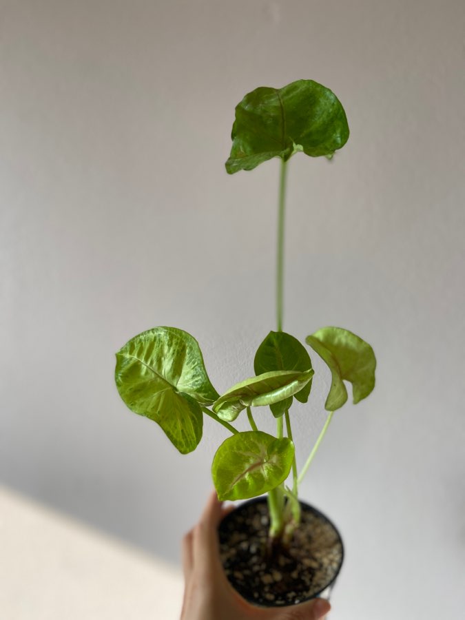 Syngonium 'Mango Allusion 4