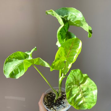 Syngonium 'Mango Allusion