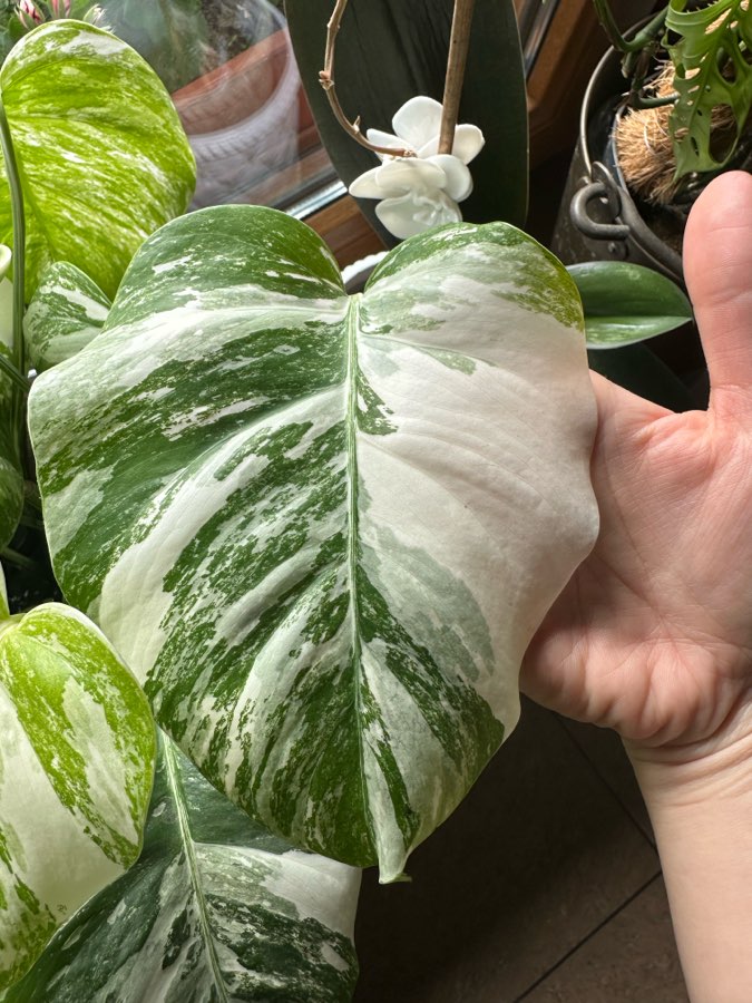 Monstera Variegata 2