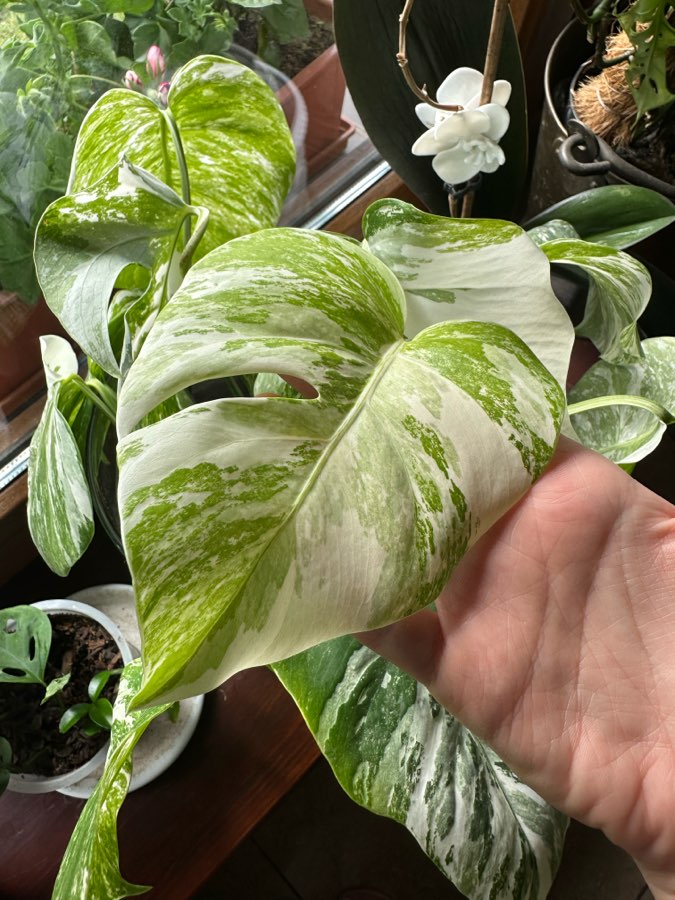 Monstera Variegata 3