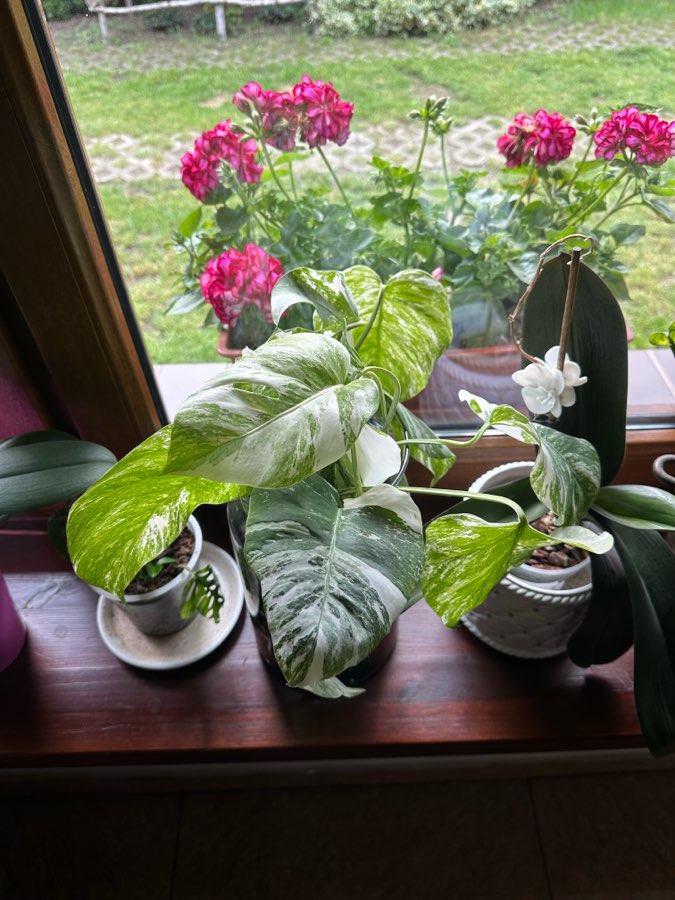Monstera Variegata 5