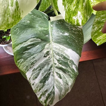 Monstera Variegata