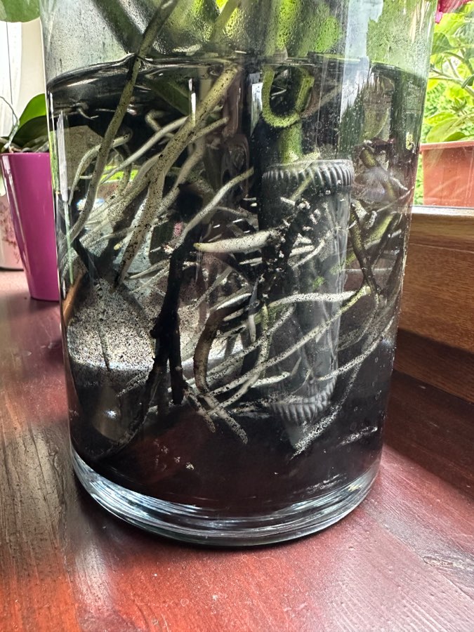 Monstera Variegata 4