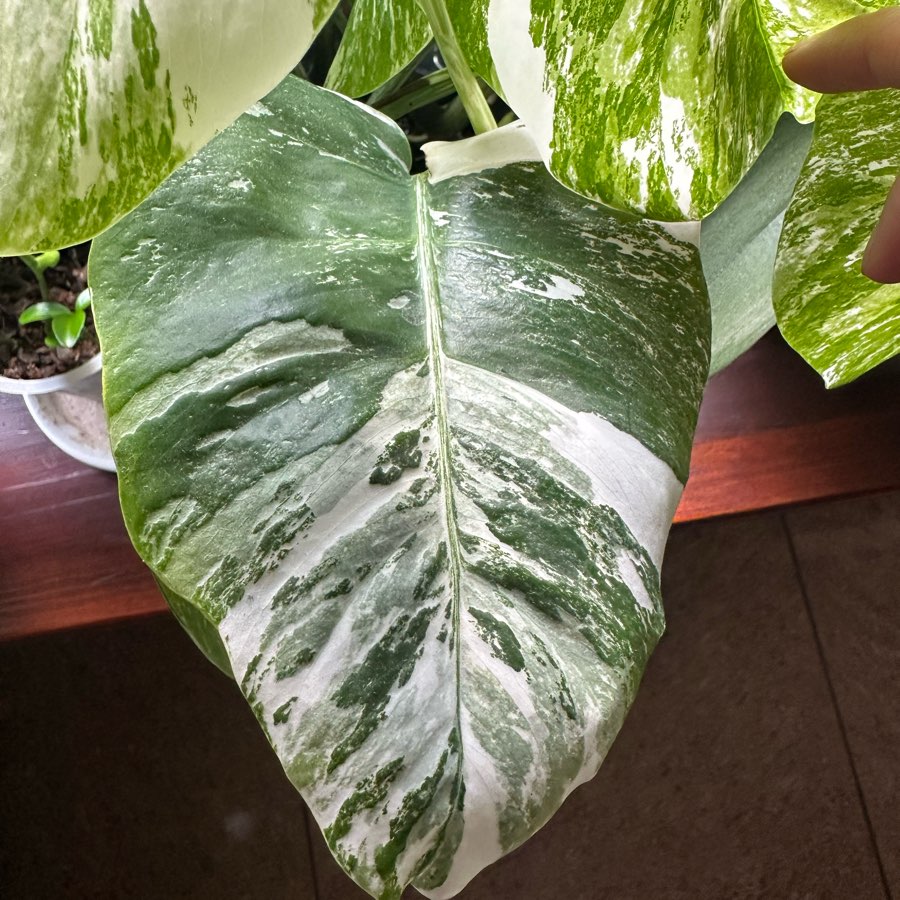 Monstera Variegata