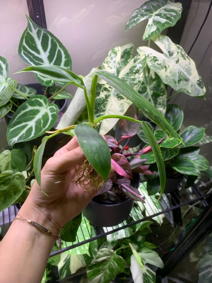 Philodendron Jose Buono 3