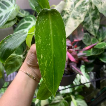 Philodendron Jose Buono