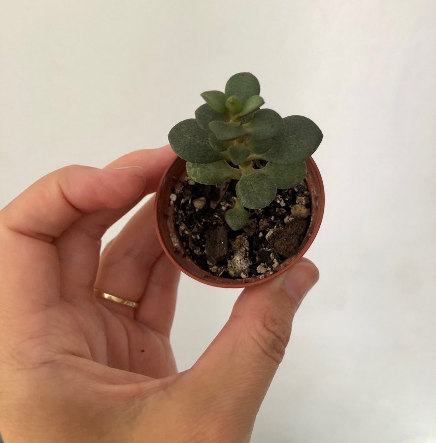 Crassula ovata Kkomengi 4