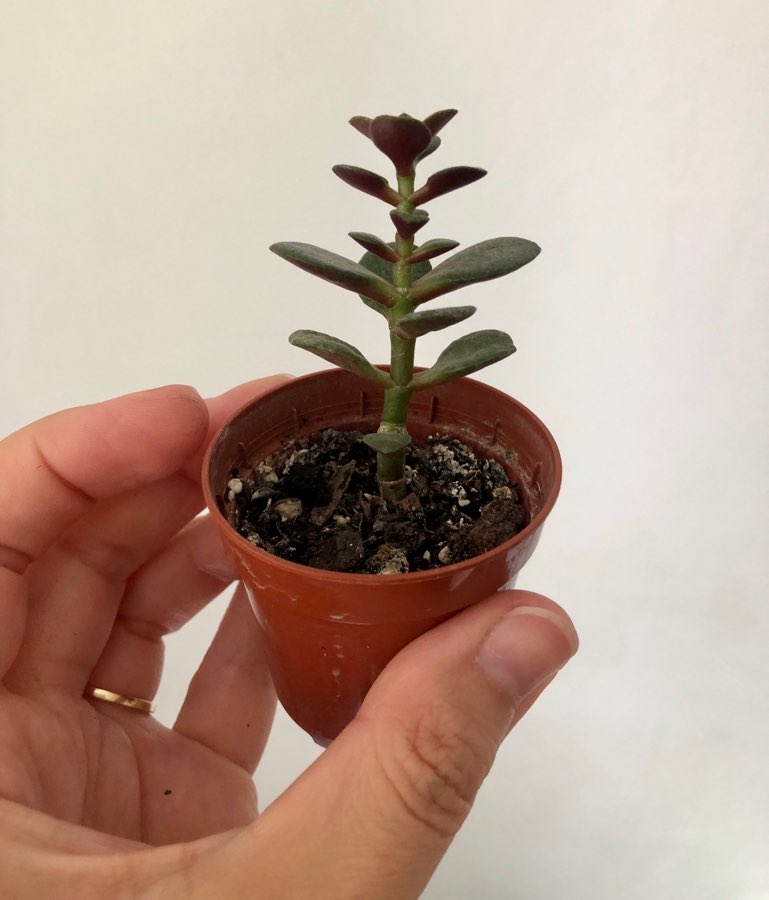 Crassula ovata Kkomengi 3