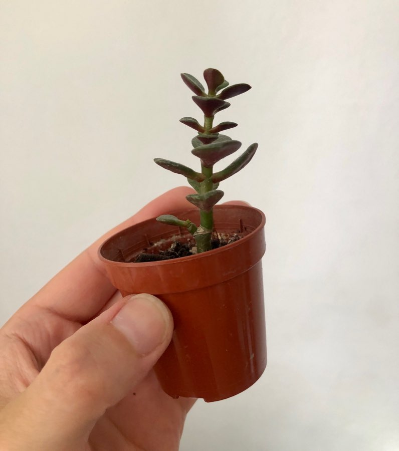 Crassula ovata Kkomengi 2