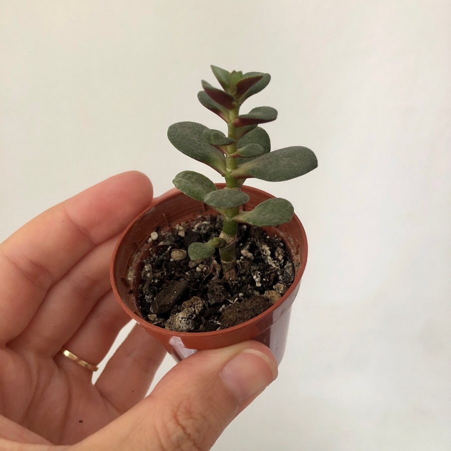 Crassula ovata Kkomengi
