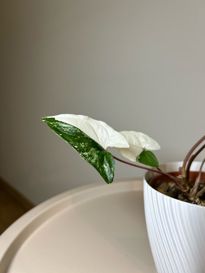 Syngonium Emerald Gem 4