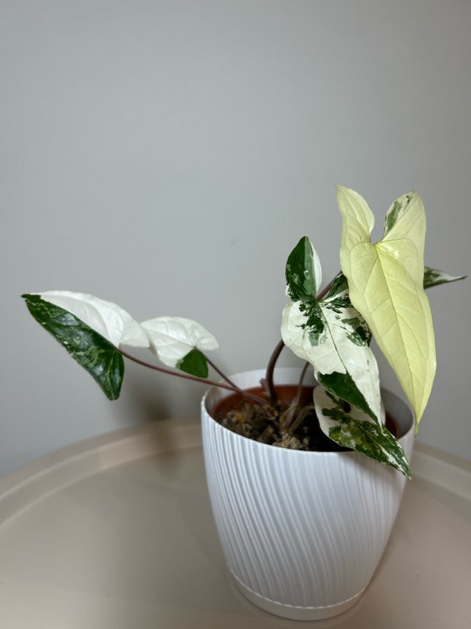 Syngonium Emerald Gem 2