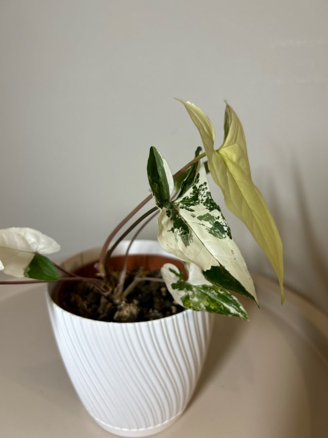 Syngonium Emerald Gem 3