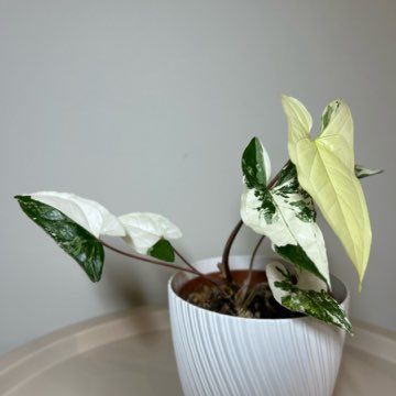 Syngonium Emerald Gem