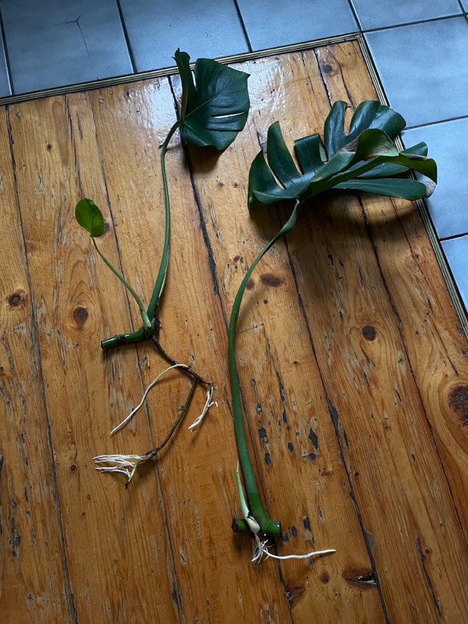 Monstera deliciosa cięte sadzonki 2