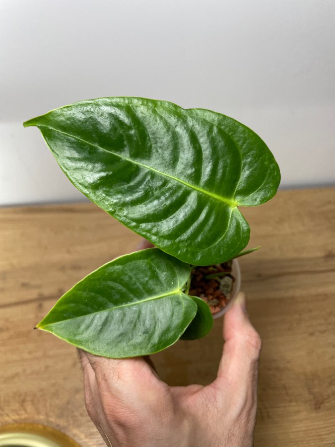 Anthurium Veitchii 2