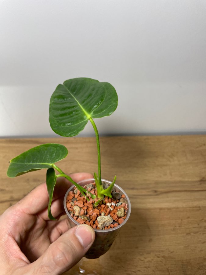 Anthurium Veitchii 4