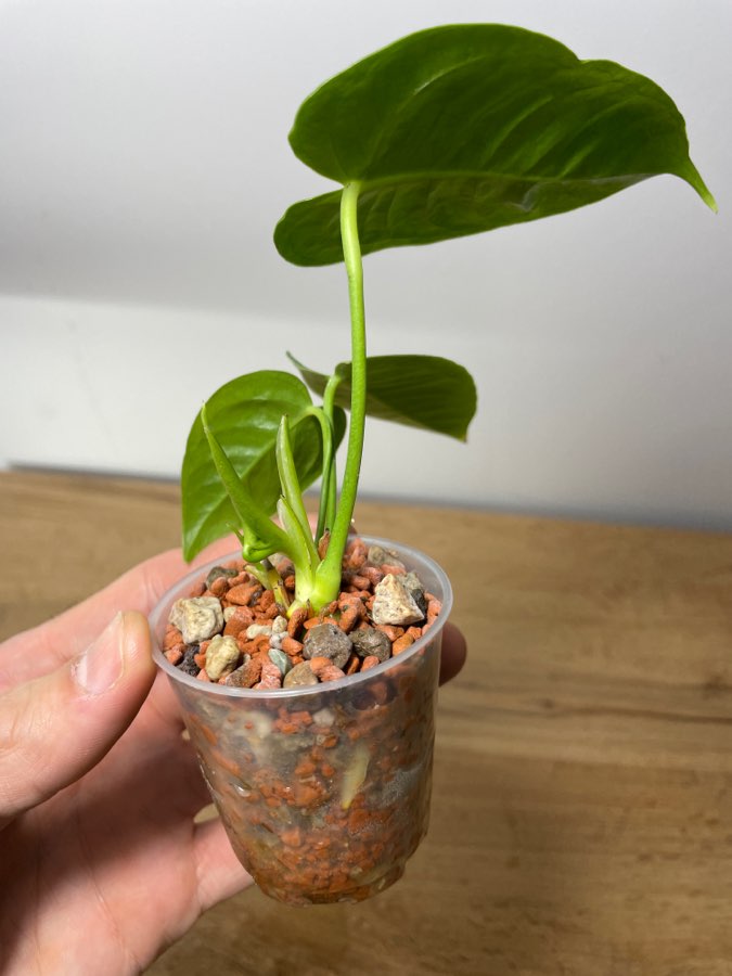 Anthurium Veitchii 3