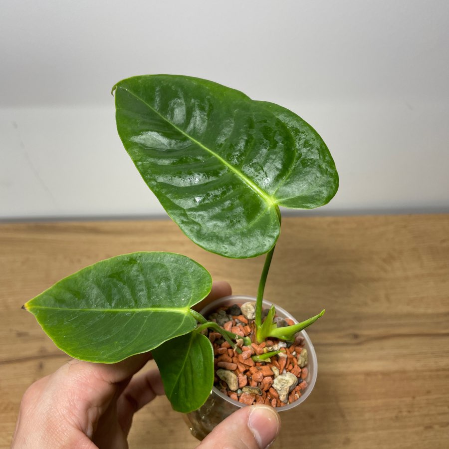 Anthurium Veitchii