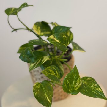 Epipremnum N’joy Gold