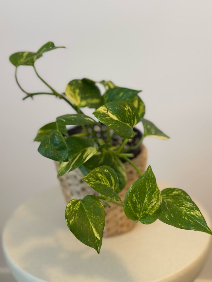 Epipremnum N’joy Gold 4