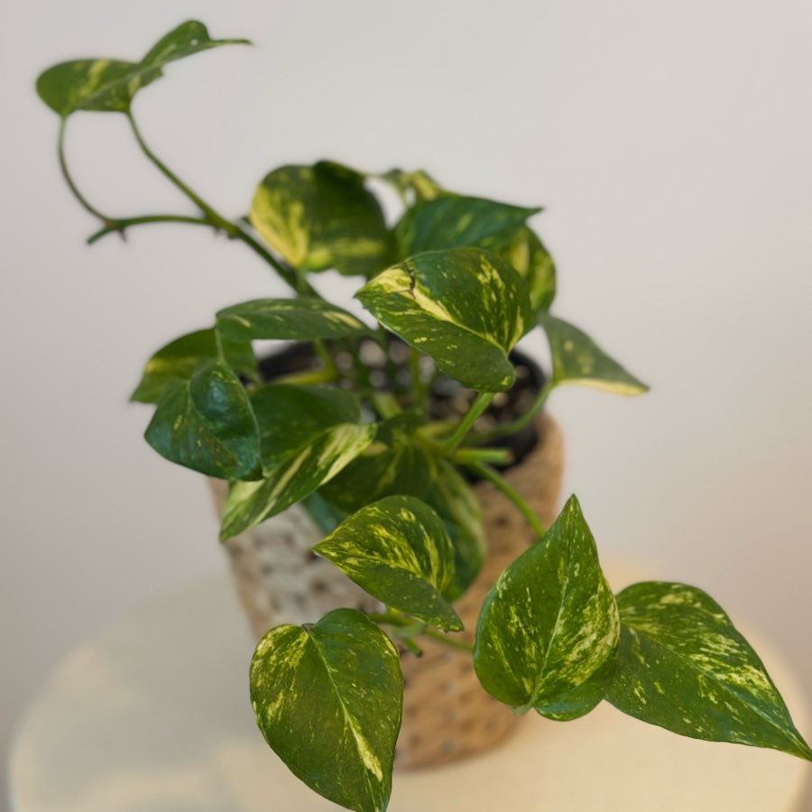 Epipremnum N’joy Gold