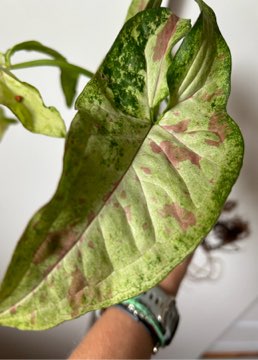 Syngonium milk confetti tricolor.