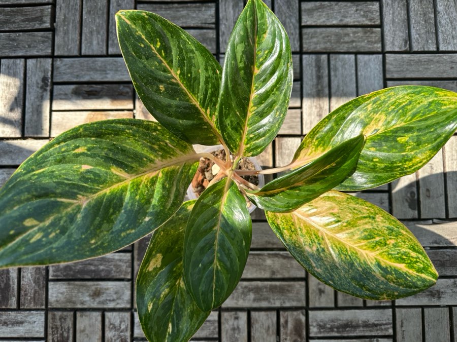 Aglaonema 'Peach Pearl' 2