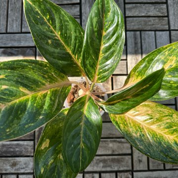 Aglaonema 'Peach Pearl'