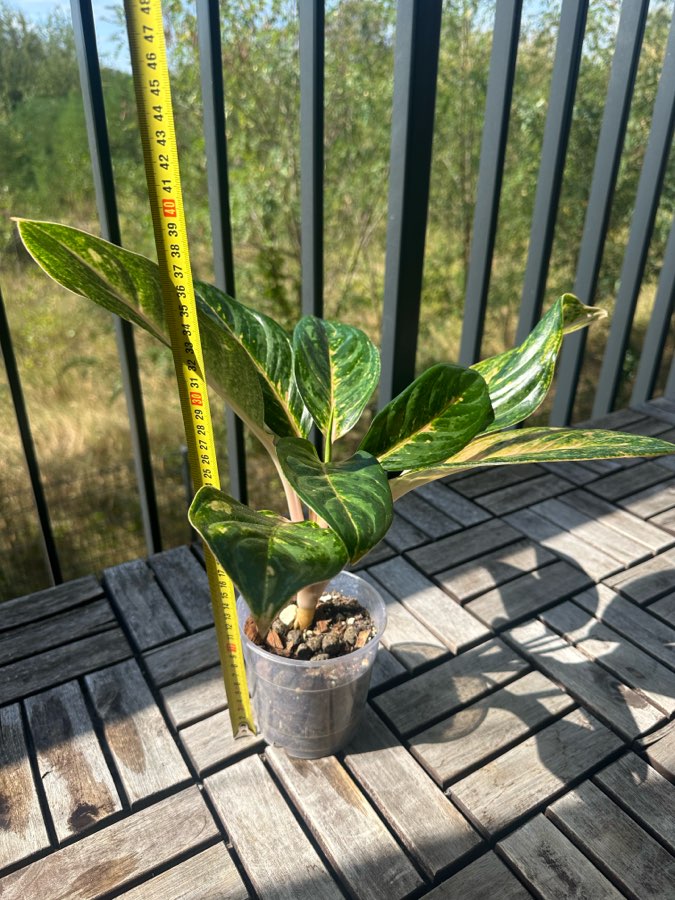 Aglaonema 'Peach Pearl' 3