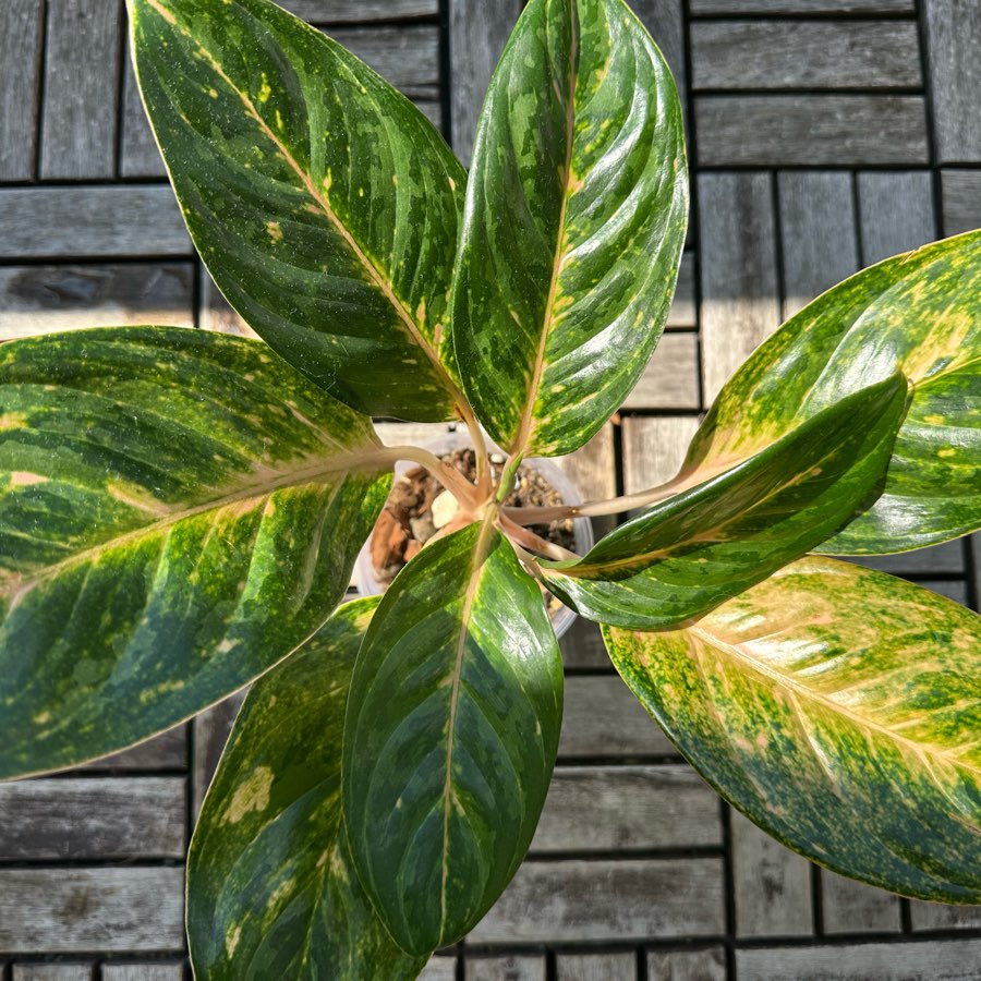 Aglaonema 'Peach Pearl'