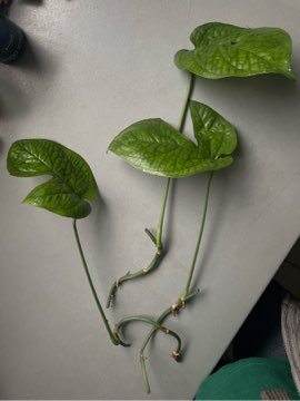 Amydrium medium green (Monstera Spiderman) sadzonki pędowe