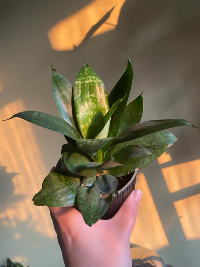 Sanseveria wężownicą żelazną roślina 2