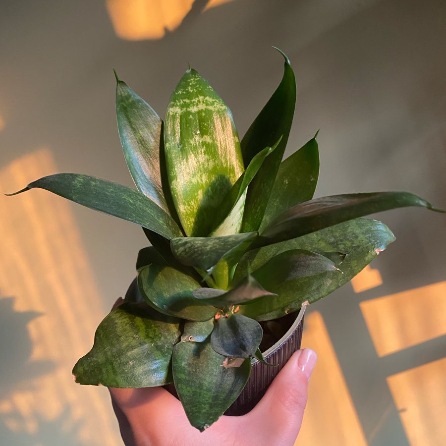 Sanseveria wężownicą żelazną roślina