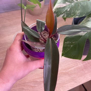 Philodendron Lisa/Majesty