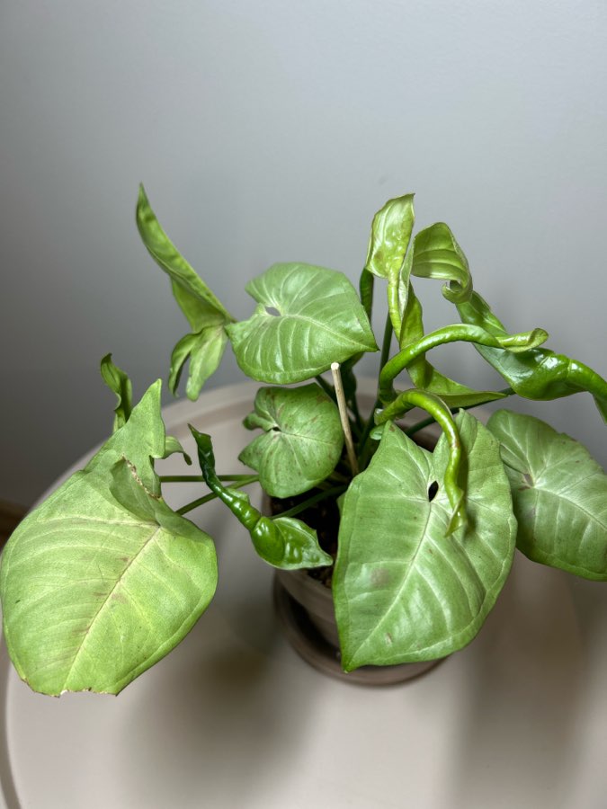 SYNGONIUM MILK CONFETTI 2