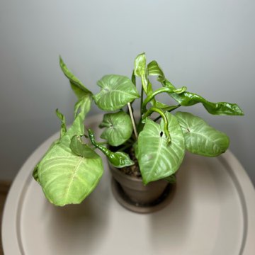 SYNGONIUM MILK CONFETTI