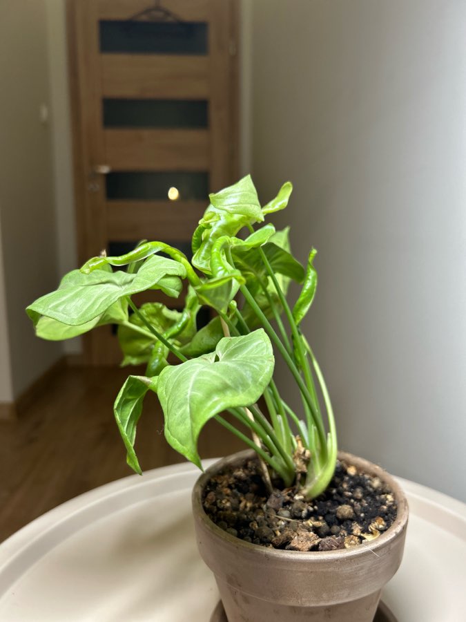SYNGONIUM MILK CONFETTI 4