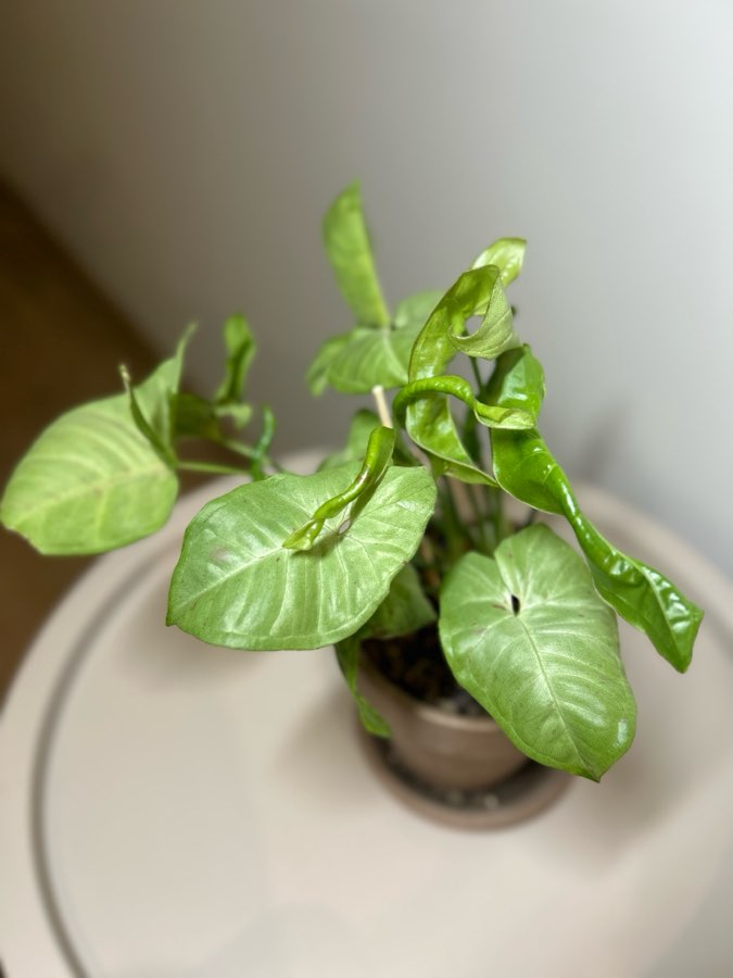 SYNGONIUM MILK CONFETTI 3