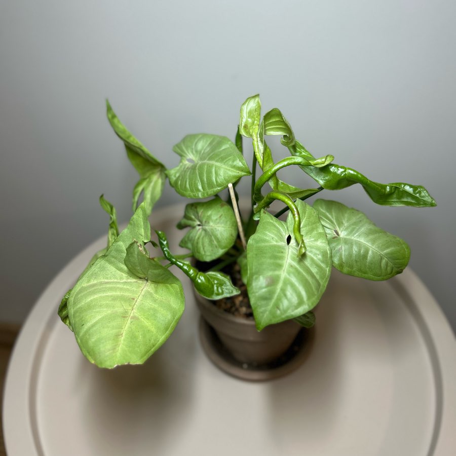 SYNGONIUM MILK CONFETTI