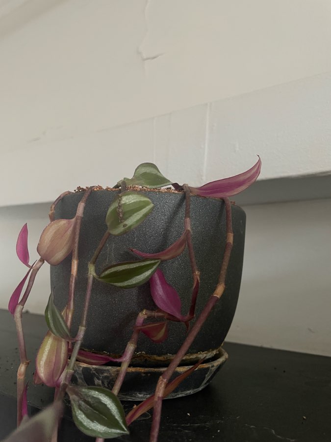 Trzykrotka pasiasta tradescantia zebrina + doniczka 4