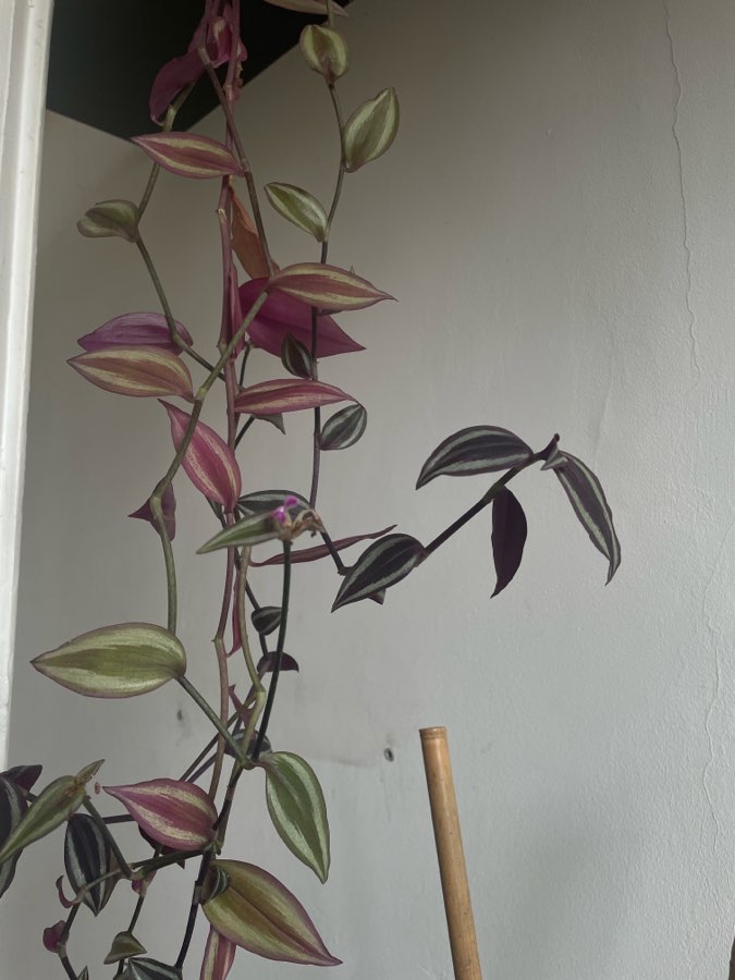 Trzykrotka pasiasta tradescantia zebrina + doniczka 3