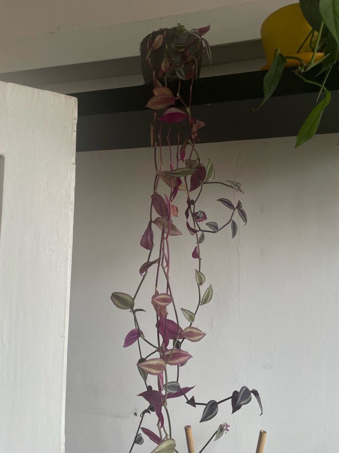 Trzykrotka pasiasta tradescantia zebrina + doniczka 2
