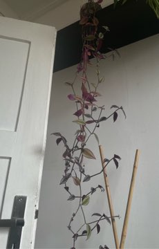 Trzykrotka pasiasta tradescantia zebrina + doniczka