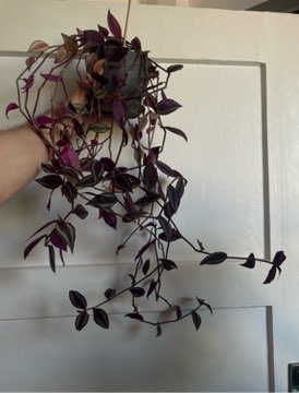 Trzykrotka pasiasta tradescantia zebrina + doniczka