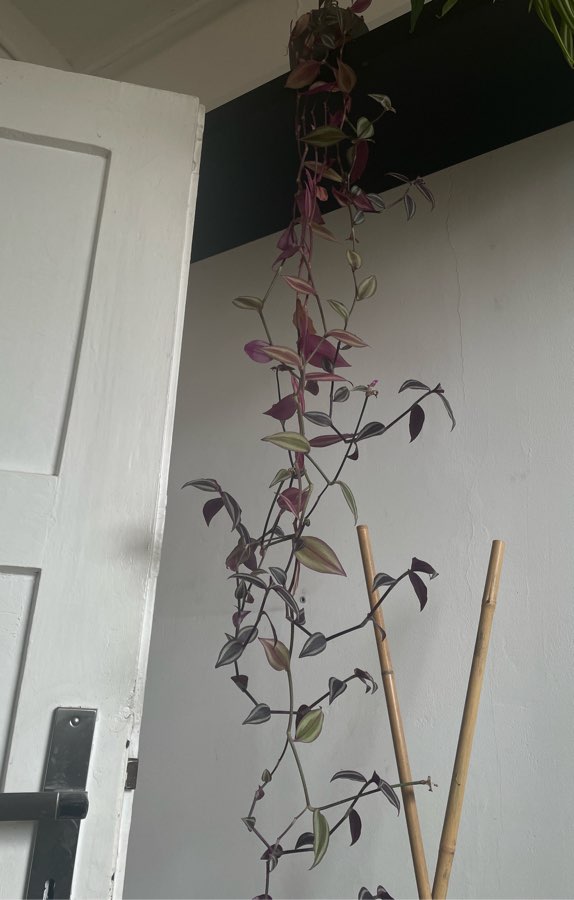 Trzykrotka pasiasta tradescantia zebrina + doniczka