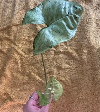 Syngonium grey ghost.