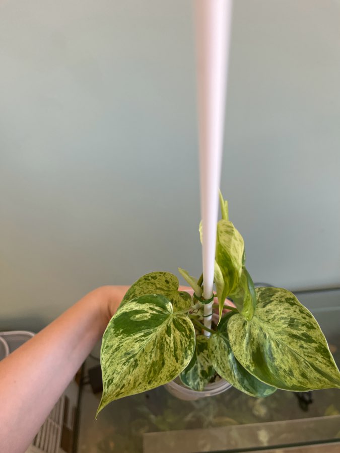 Philodendron hederaceum variegata 4