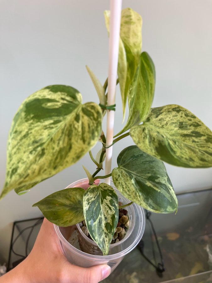 Philodendron hederaceum variegata 3