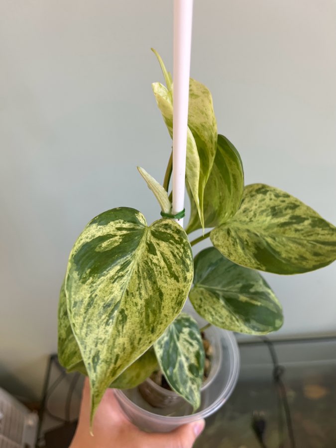 Philodendron hederaceum variegata 2